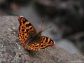 Thaleropis ionia (Anadolu Şehzadesi)
